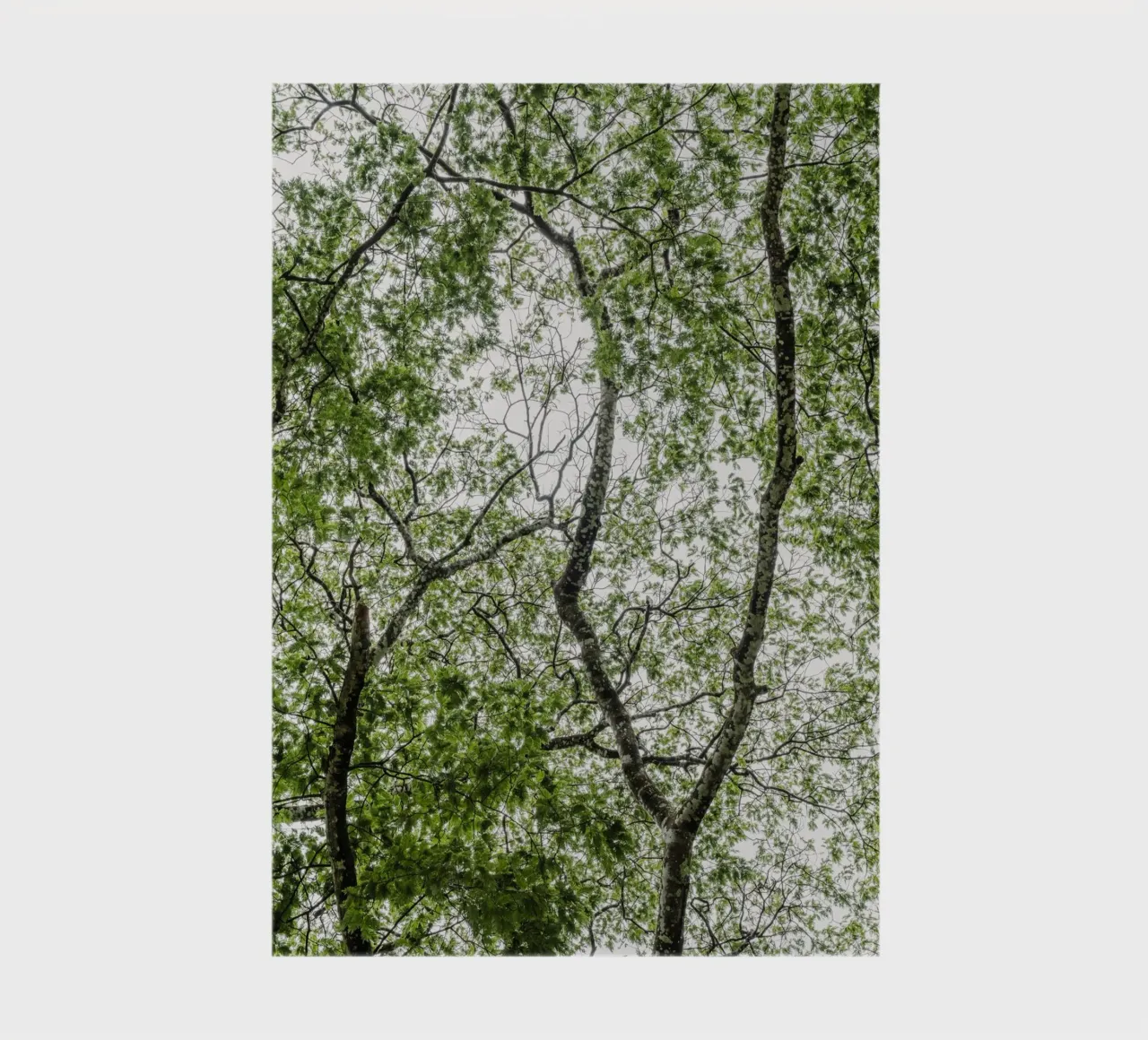 Tree in a forest notebook by photolovers