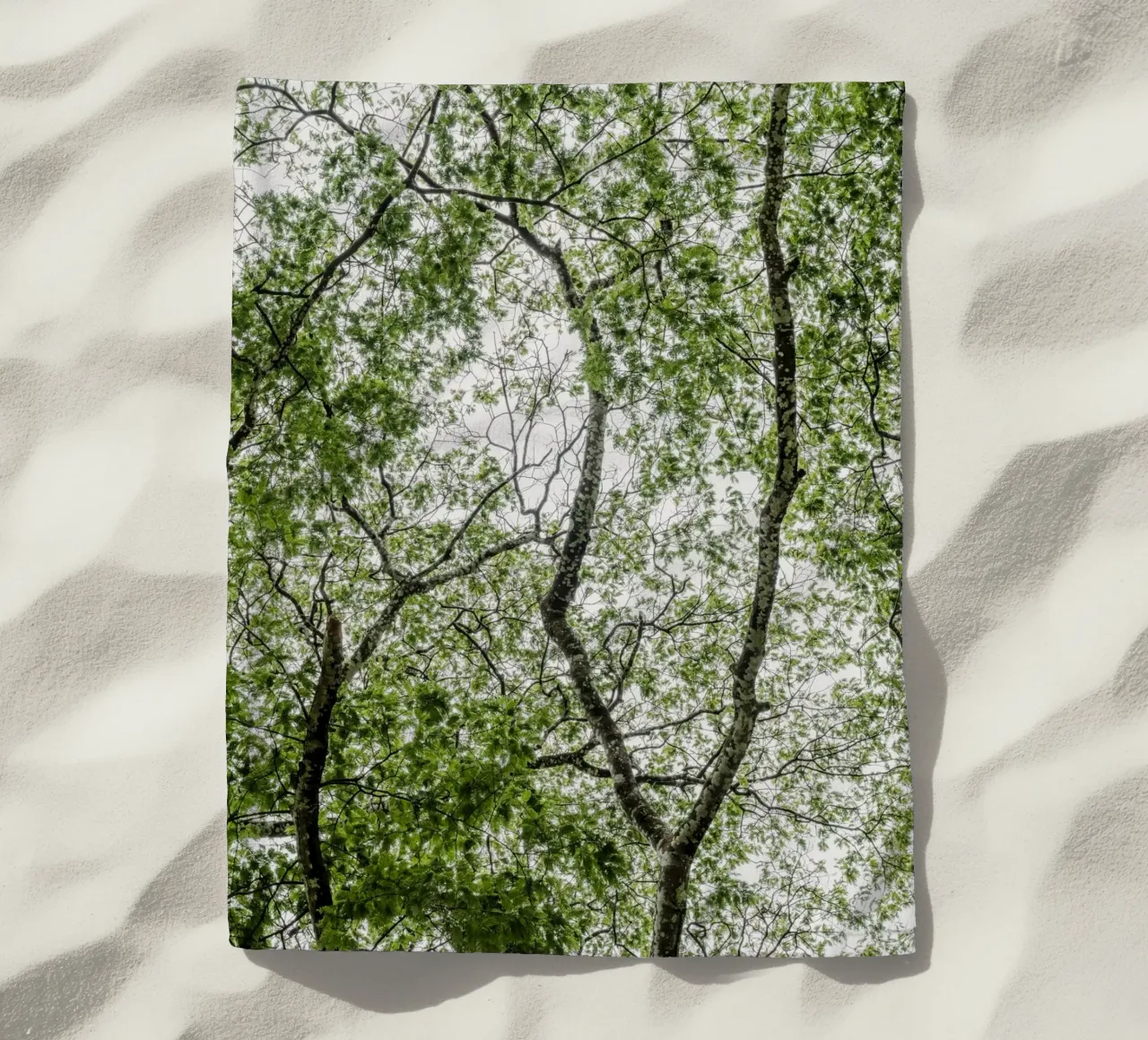 Tree in a forest telo mare da photolovers