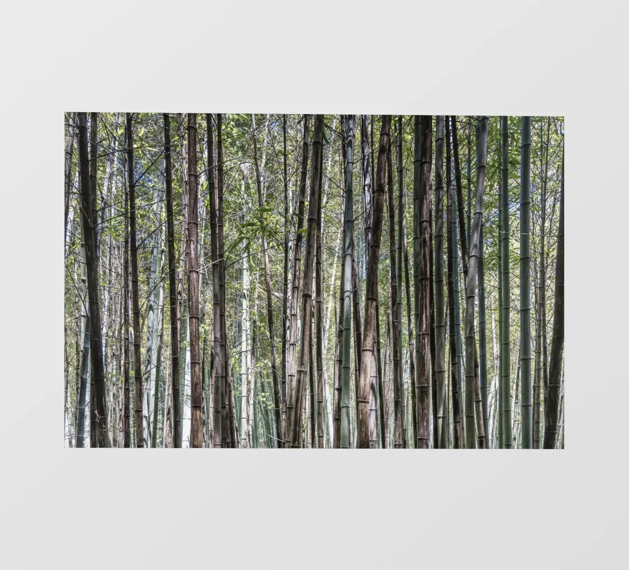 Shunan bamboo forest in China pellicola backlit da photolovers
