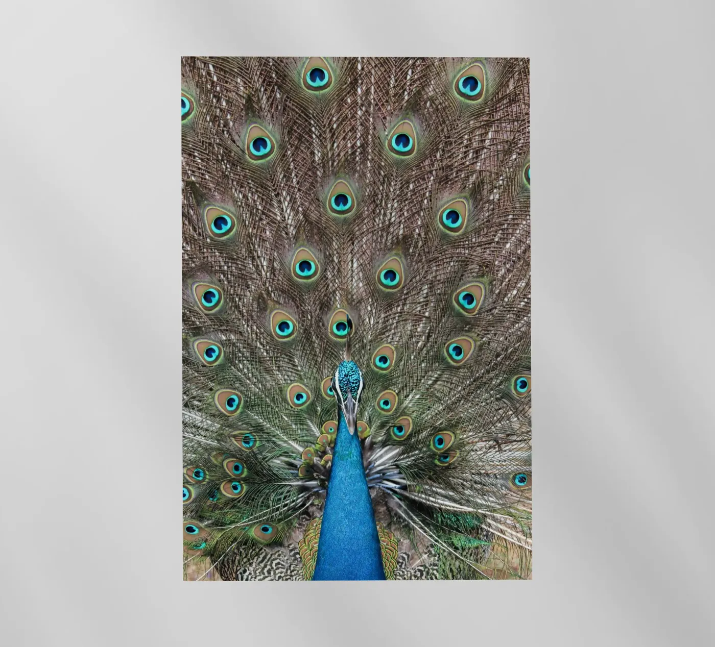 Peacock pellicola backlit da photolovers