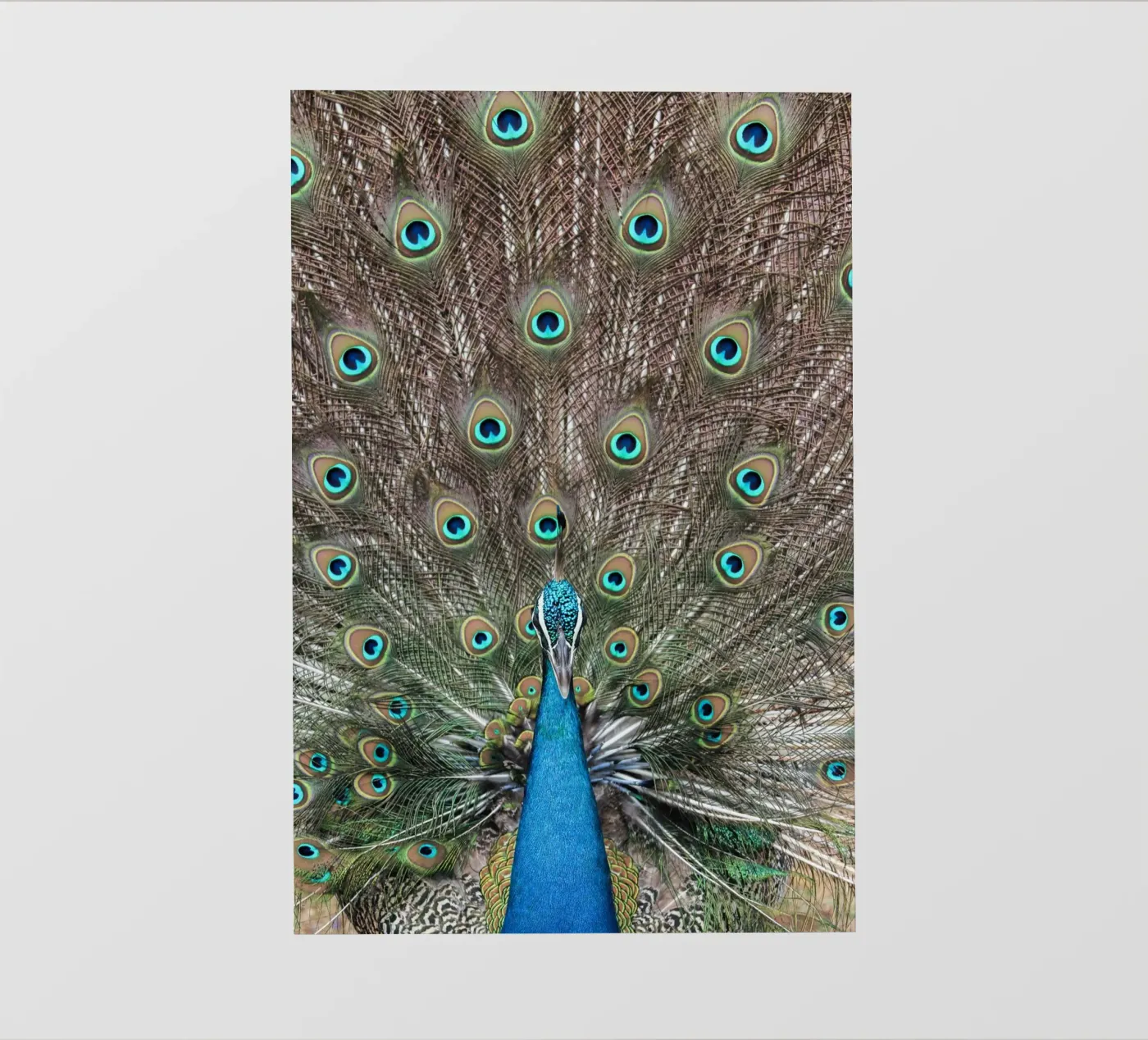 Peacock pellicola backlit da photolovers