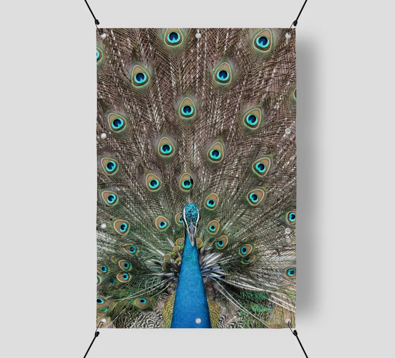Peacock telo in pvc da photolovers