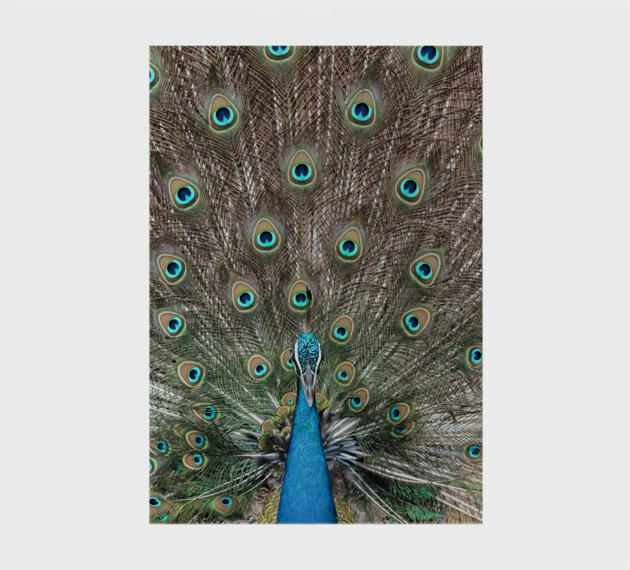 Peacock notebook by photolovers