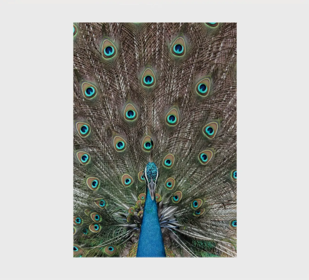 Peacock notebook by photolovers