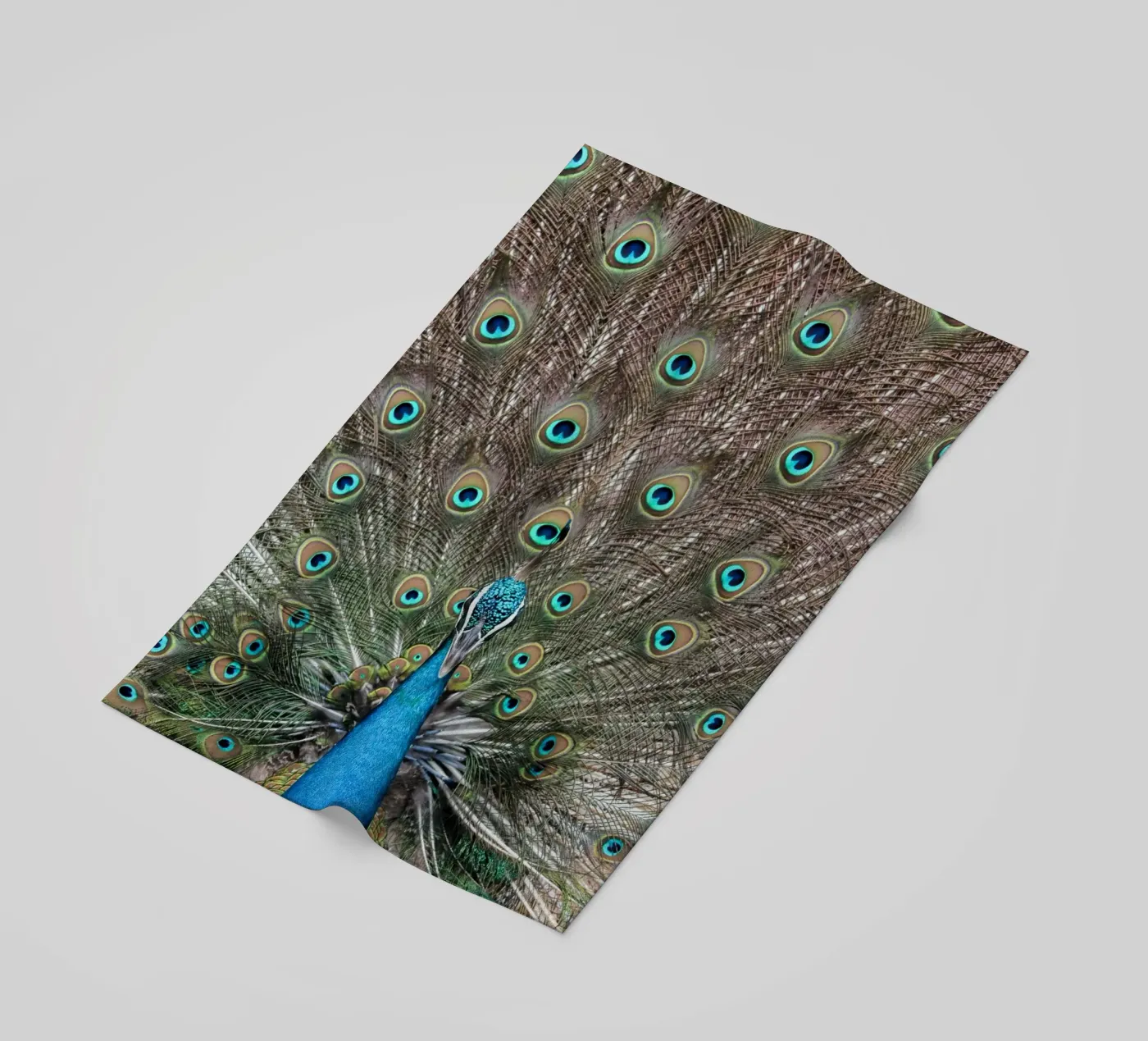 Peacock telo mare da photolovers