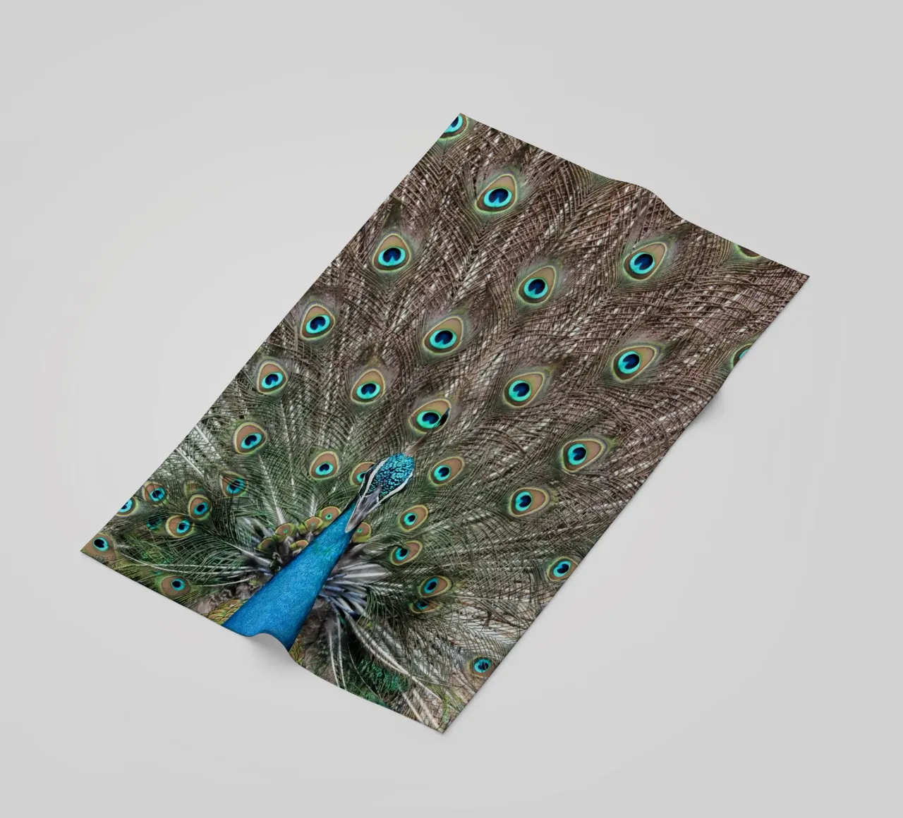 Peacock telo mare da photolovers