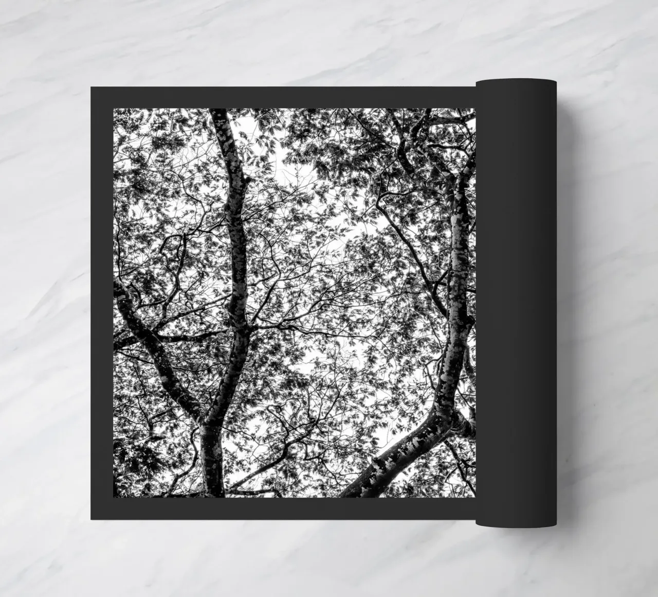 African tree zerbino da photolovers