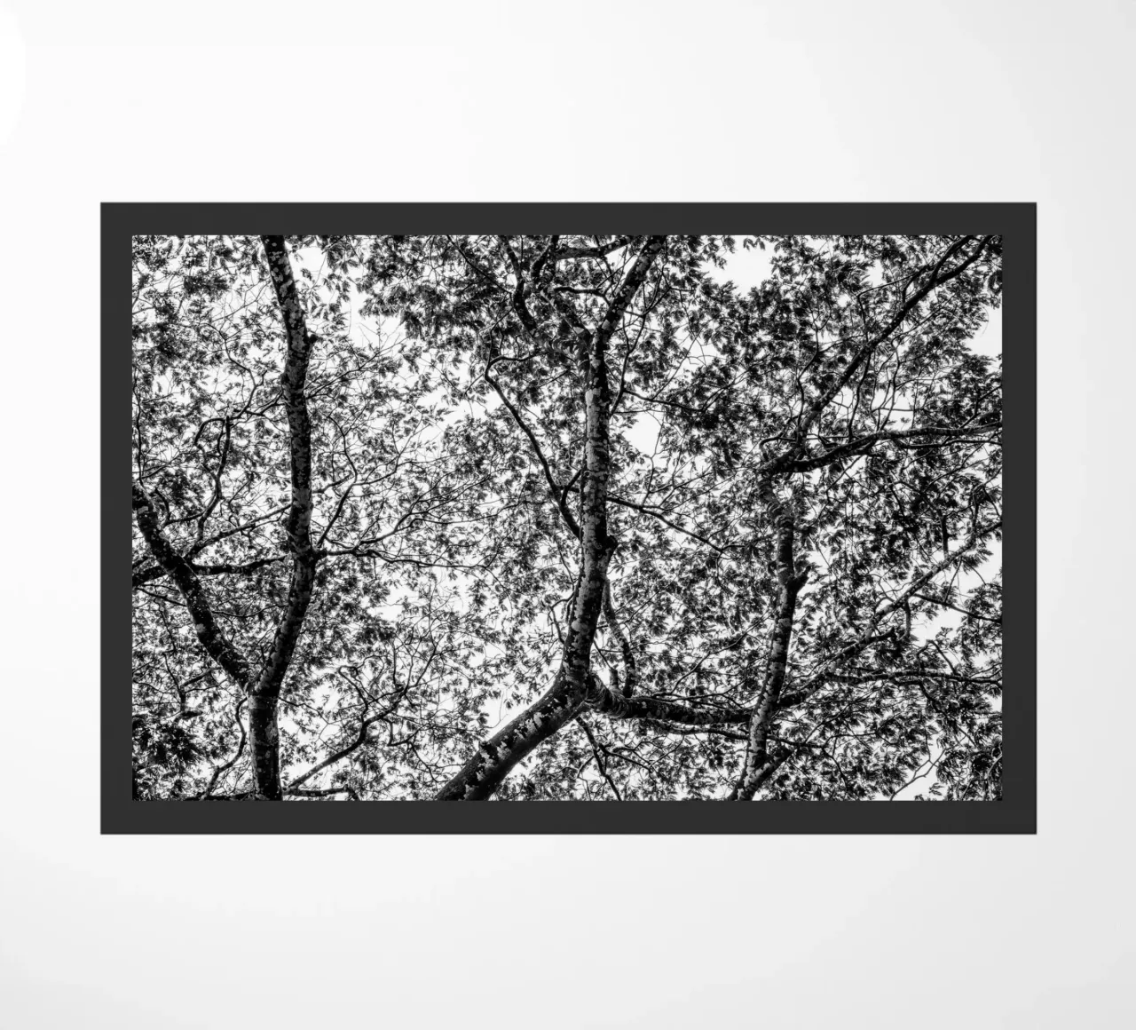 African tree zerbino da photolovers