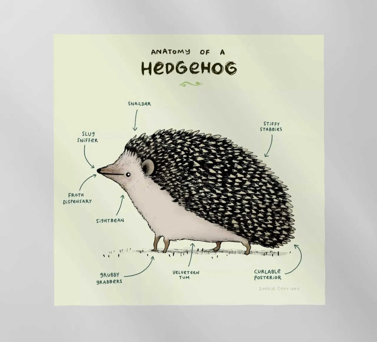Anatomy Of A Hedgehog pellicola backlit da Sophie Corrigan