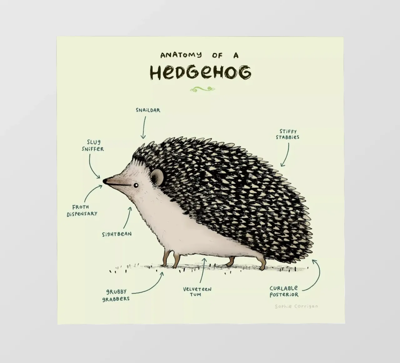 Anatomy Of A Hedgehog pellicola backlit da Sophie Corrigan