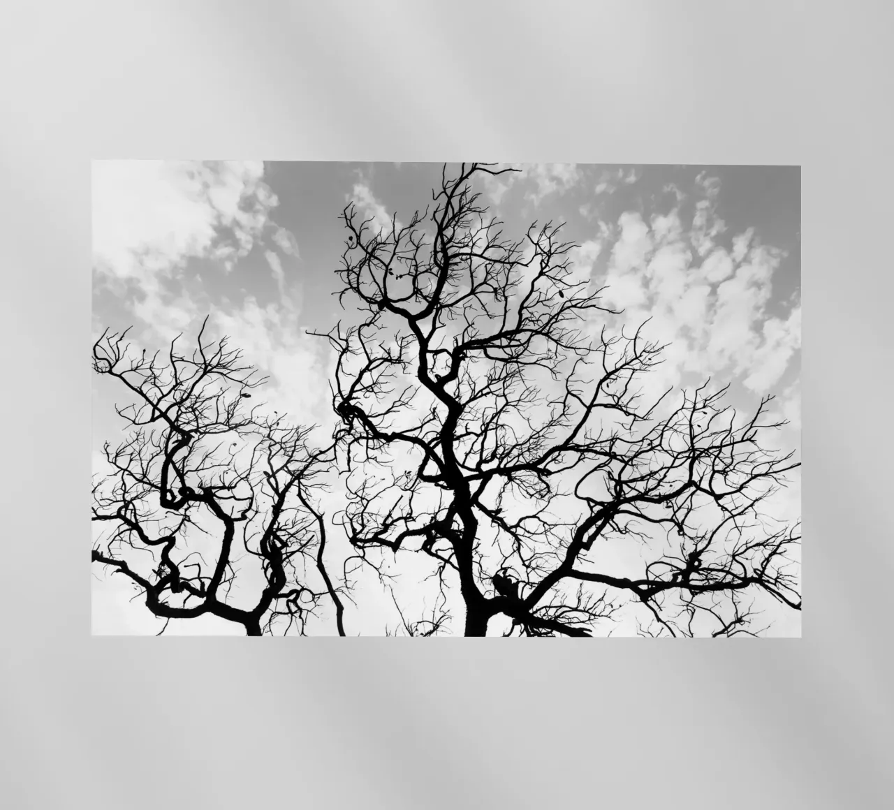 Black and white African tree pellicola backlit da photolovers