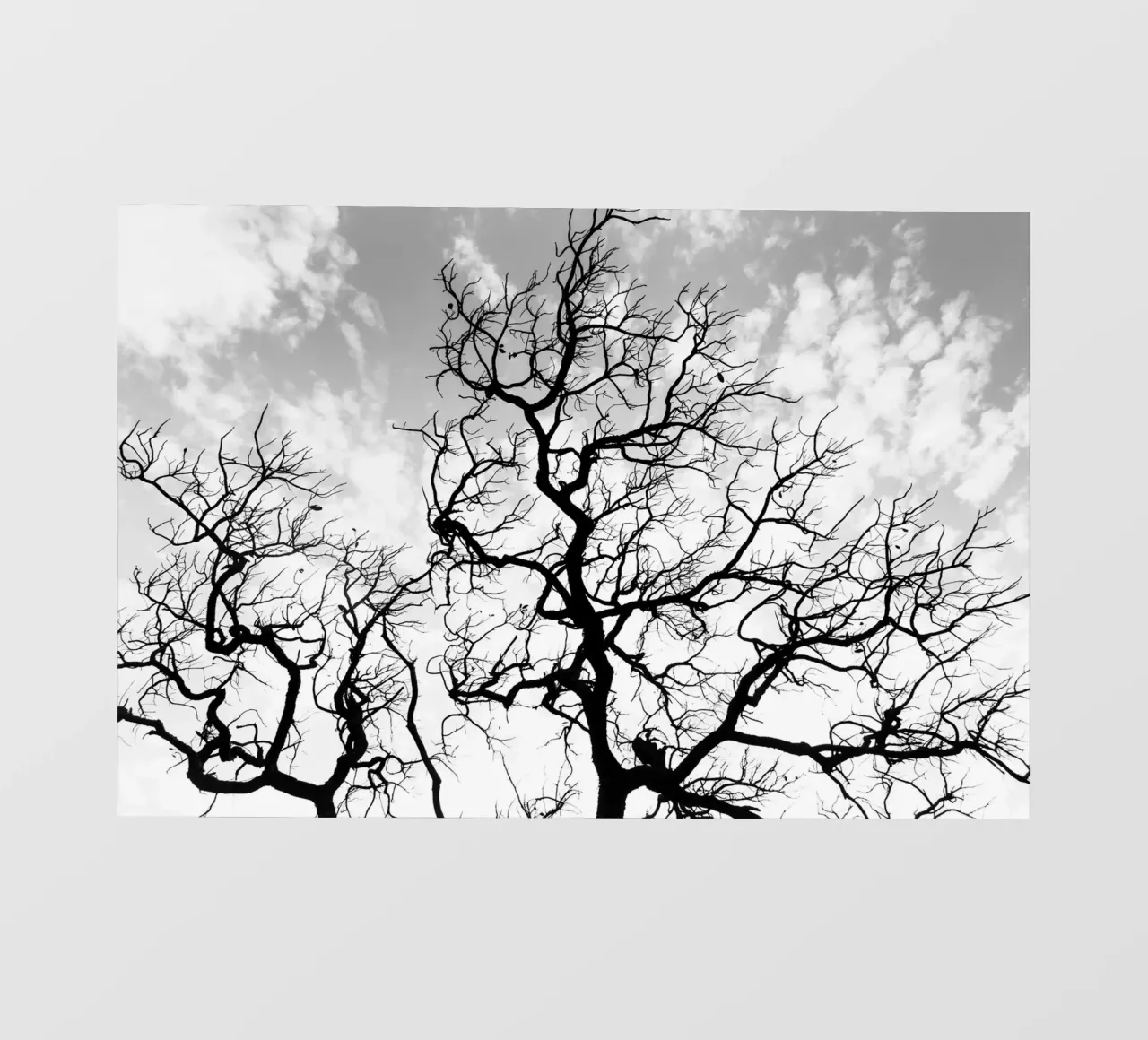 Black and white African tree pellicola backlit da photolovers