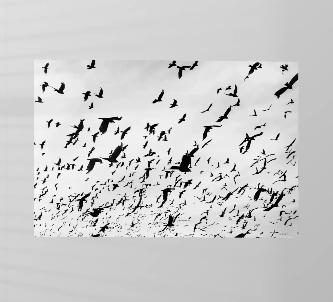 Birds in the Sky pellicola backlit da photolovers