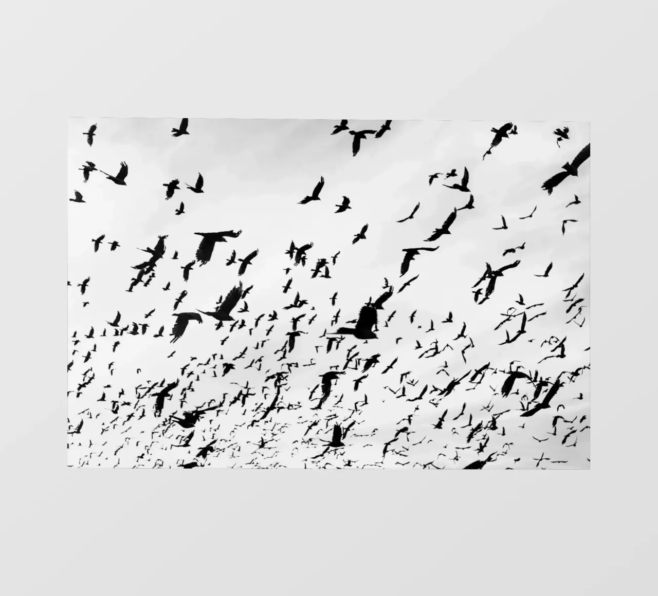 Birds in the Sky pellicola backlit da photolovers