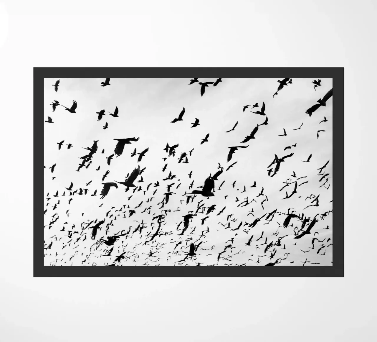 Birds in the Sky zerbino da photolovers