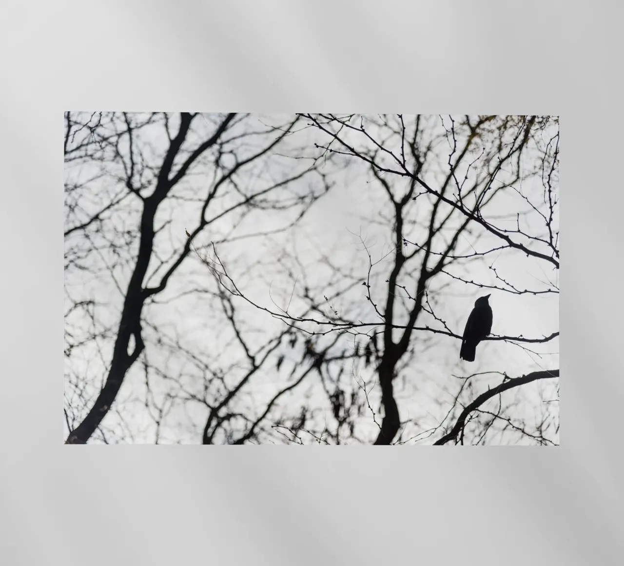 Bird in a tree pellicola backlit da photolovers