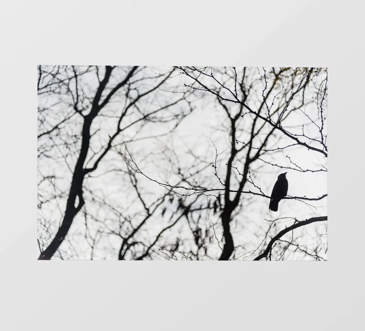 Bird in a tree pellicola backlit da photolovers