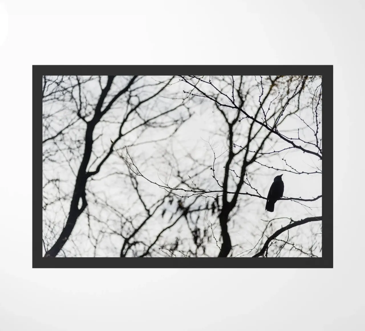 Bird in a tree zerbino da photolovers