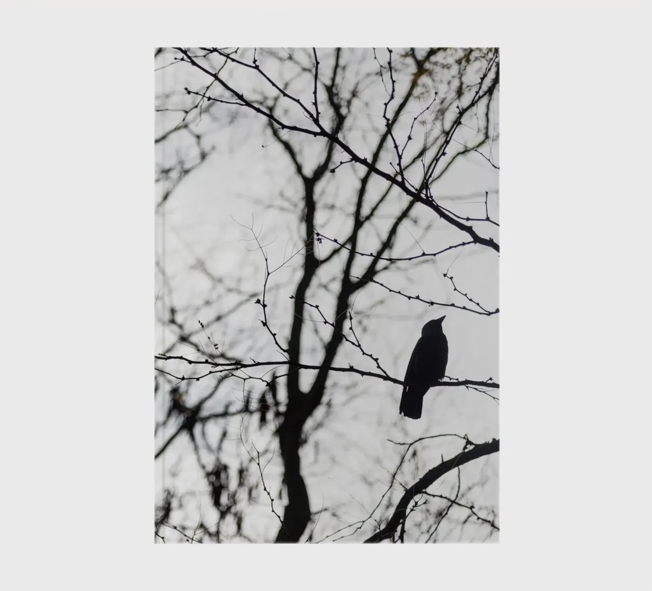 Bird in a tree notebook by photolovers