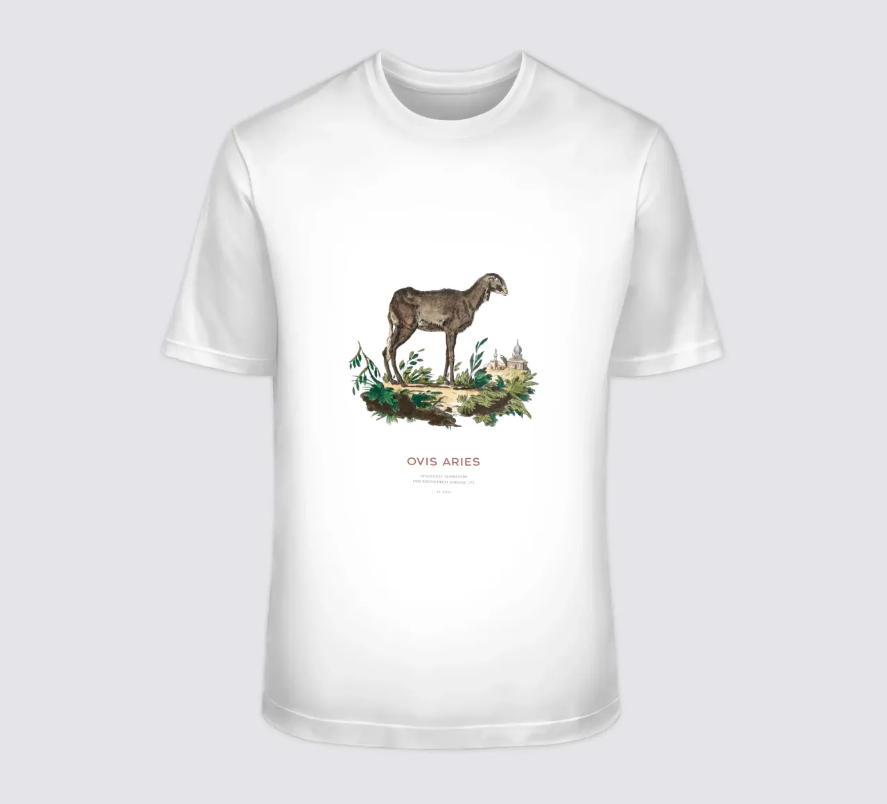 Pecora domestica Illustrazione animale d'epoca t-shirt da Vintagrafica