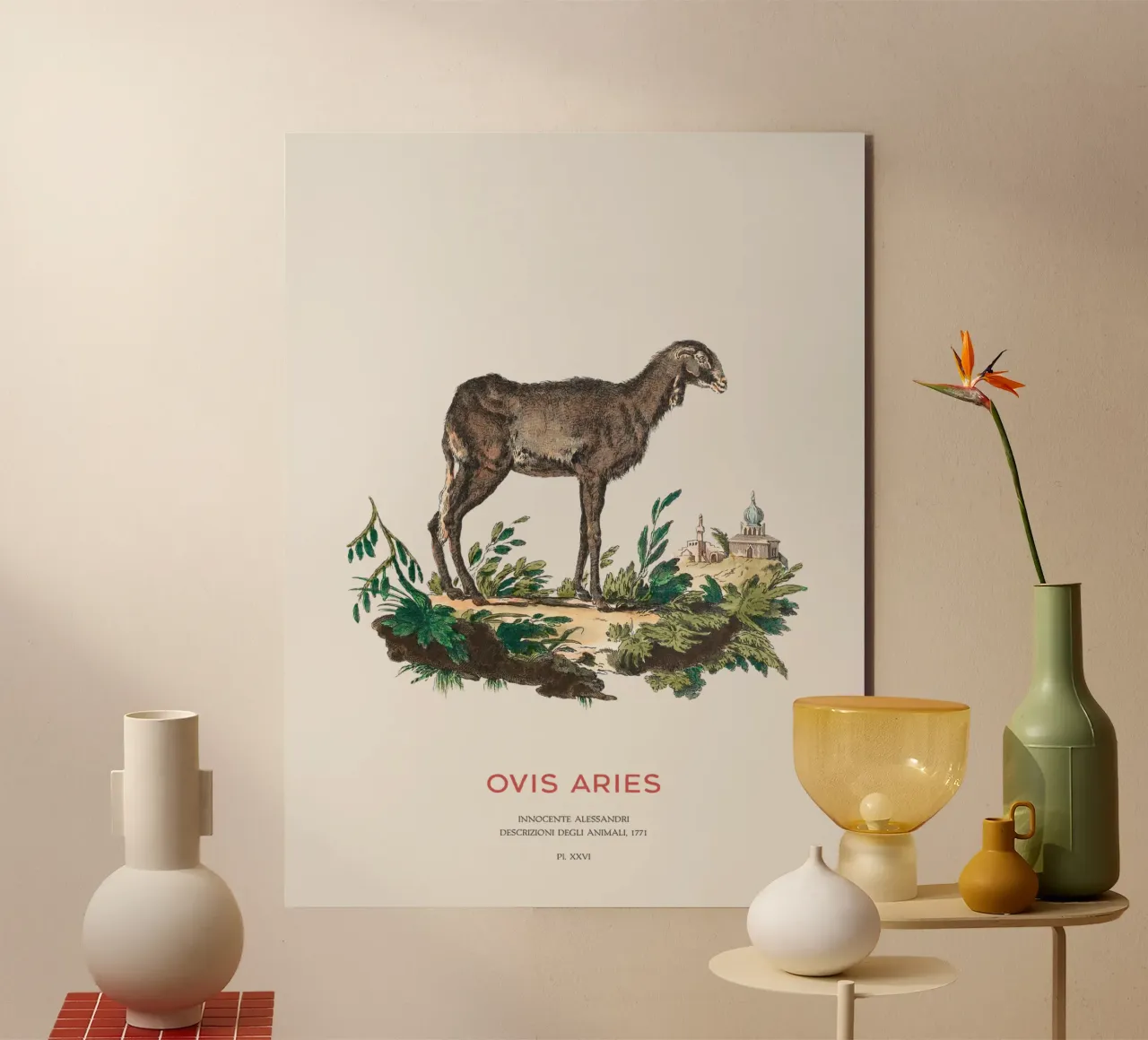 Pecora domestica Illustrazione animale d'epoca alluminio dibond da Vintagrafica