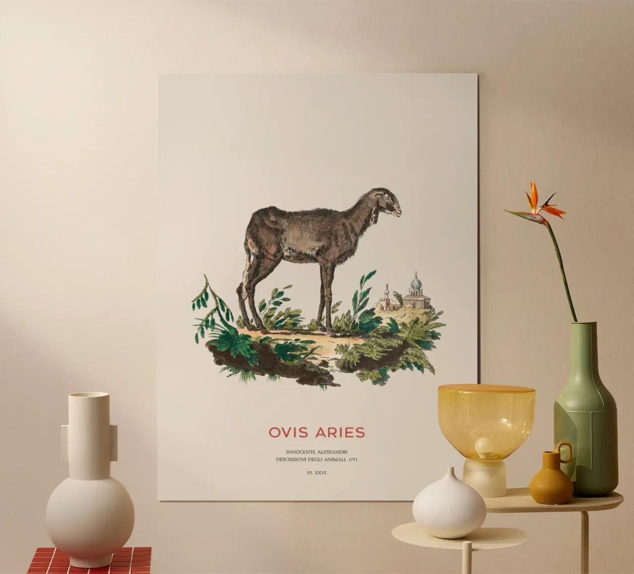 Pecora domestica Illustrazione animale d'epoca poster con telaio in alluminio da Vintagrafica