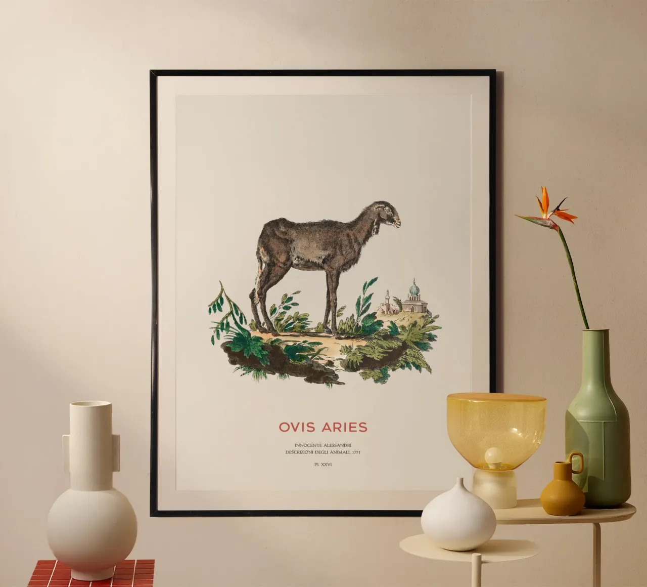 Pecora domestica Illustrazione animale d'epoca poster con telaio in alluminio da Vintagrafica