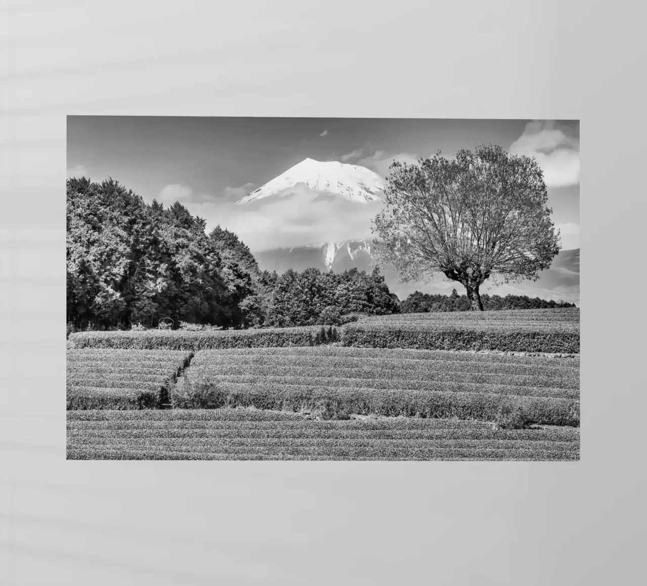 Fuji con piantagione di tè Obuchi | monocromia pellicola backlit da Melanie Viola