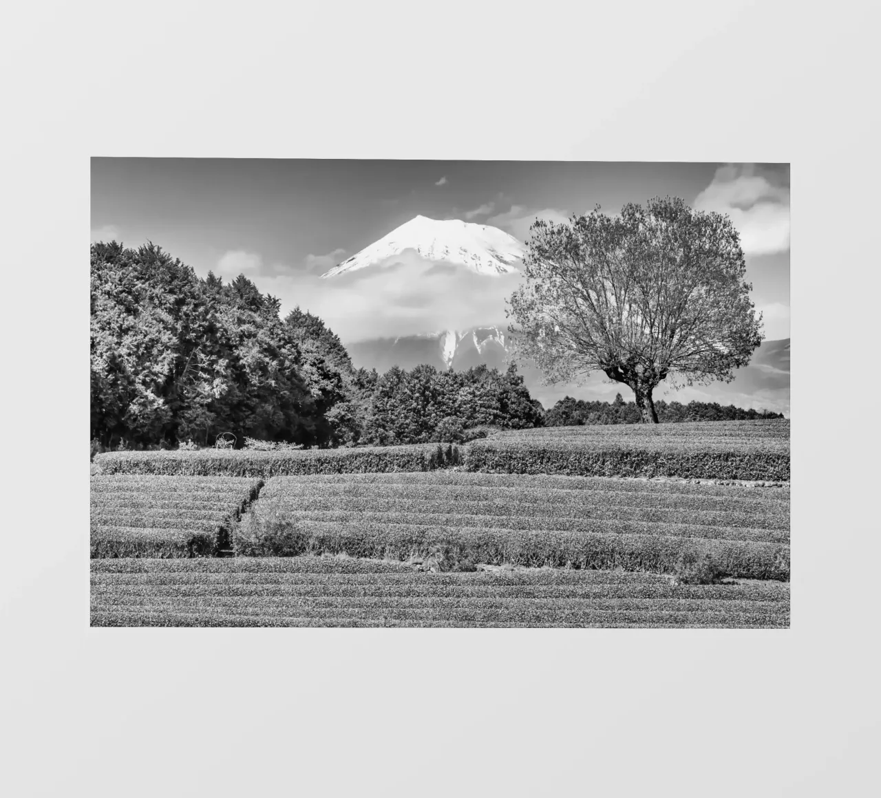 Fuji con piantagione di tè Obuchi | monocromia pellicola backlit da Melanie Viola