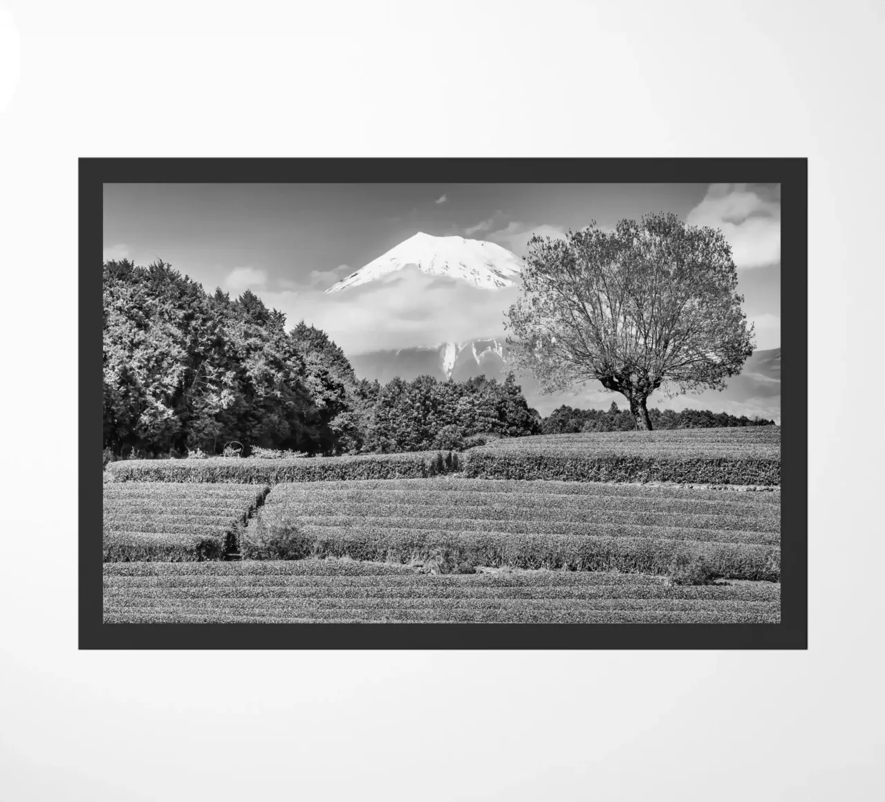 Fuji con piantagione di tè Obuchi | monocromia zerbino da Melanie Viola