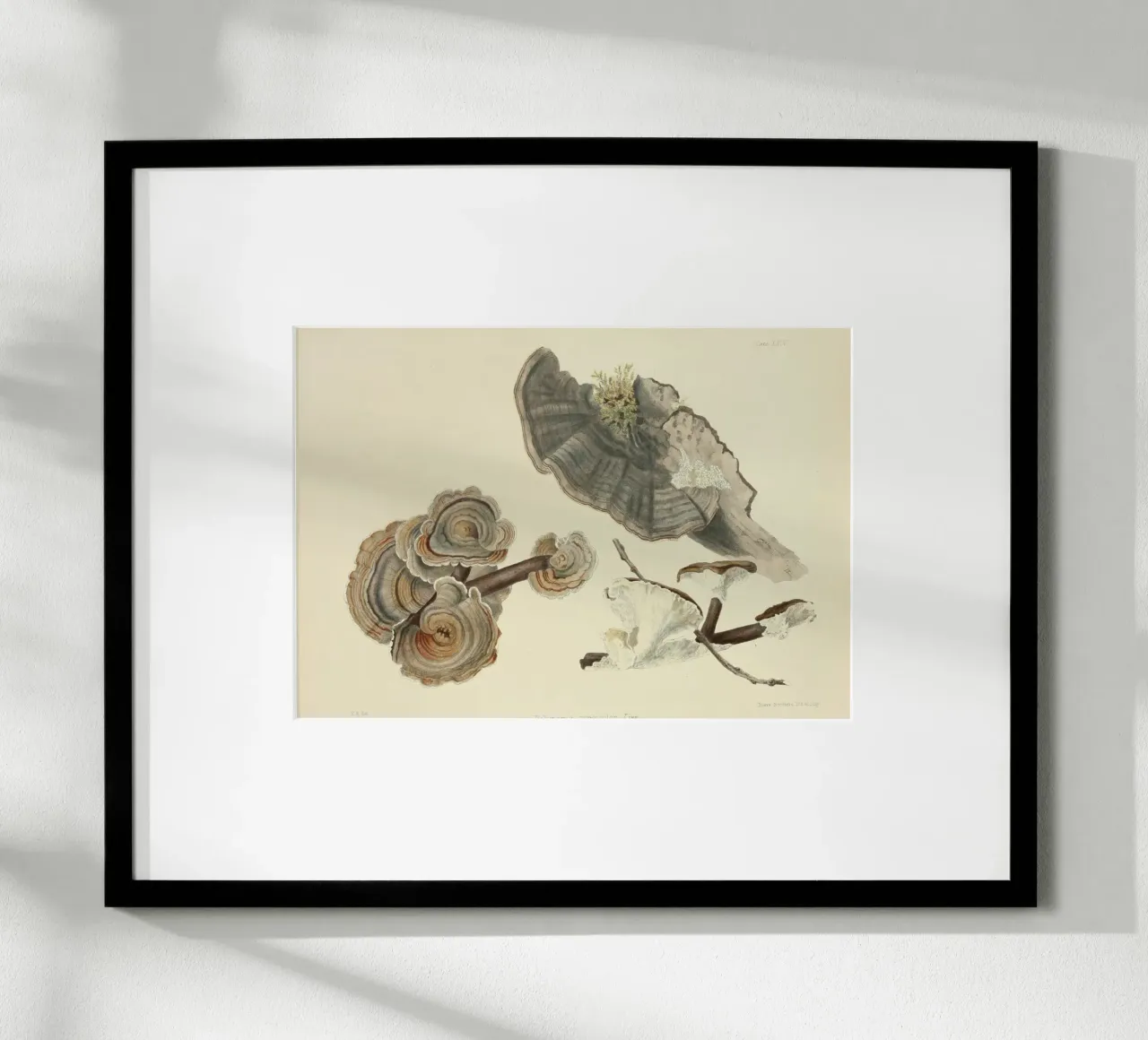Stampa botanica d'epoca del fungo coda di tacchino - Arte dei funghi poster con telaio in plastica da ClubArt