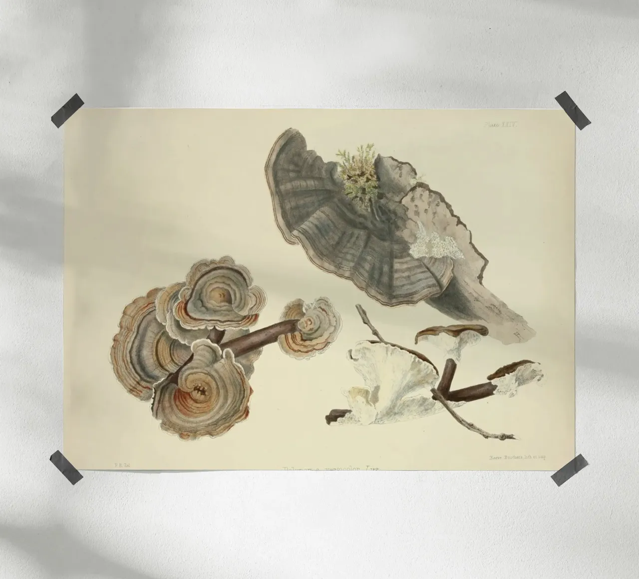 Stampa botanica d'epoca del fungo coda di tacchino - Arte dei funghi poster con telaio in plastica da ClubArt