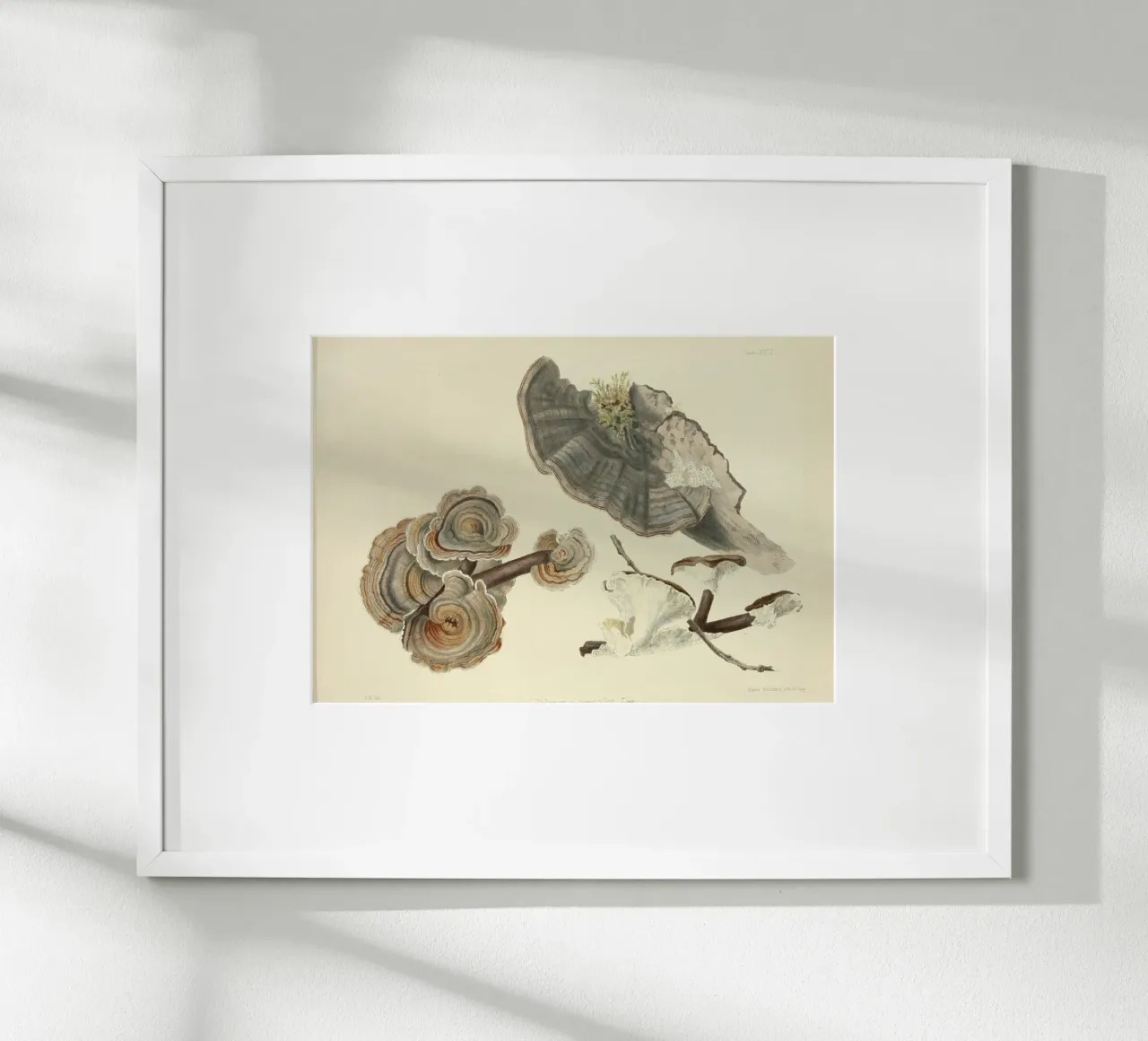 Stampa botanica d'epoca del fungo coda di tacchino - Arte dei funghi poster con telaio in plastica da ClubArt