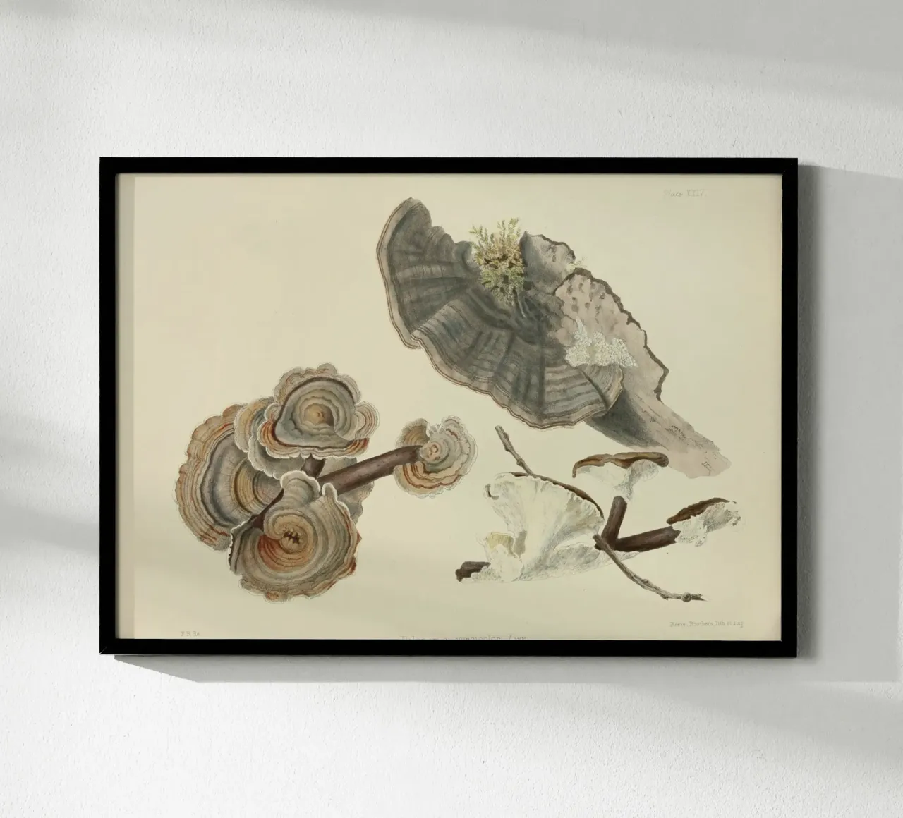 Stampa botanica d'epoca del fungo coda di tacchino - Arte dei funghi poster con telaio in plastica da ClubArt