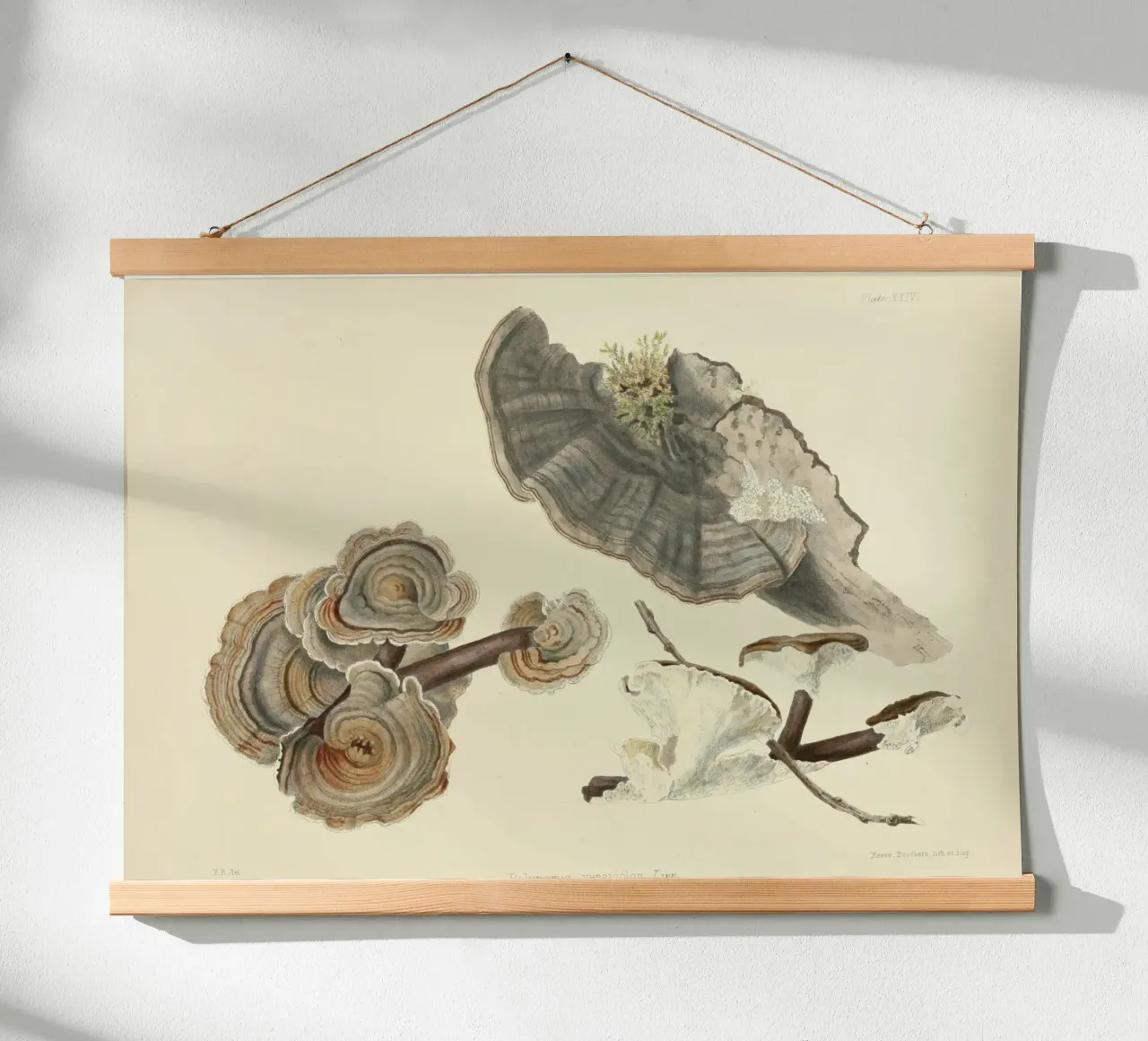 Stampa botanica d'epoca del fungo coda di tacchino - Arte dei funghi poster con telaio in plastica da ClubArt