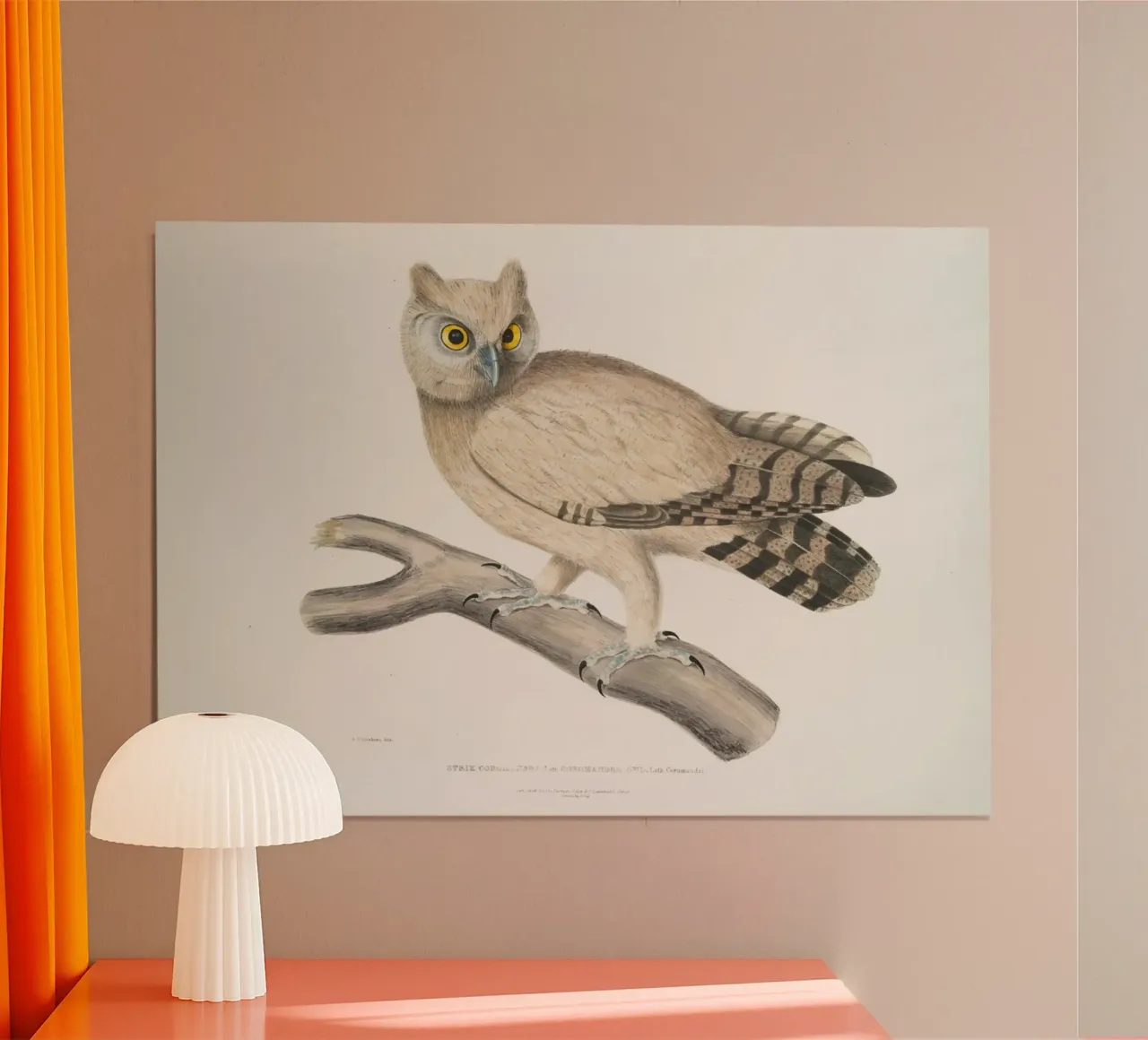 Illustrazione vintage di gufo dagli occhiali - Arte degli uccelli in stile Audubon poster con telaio in plastica da ClubArt