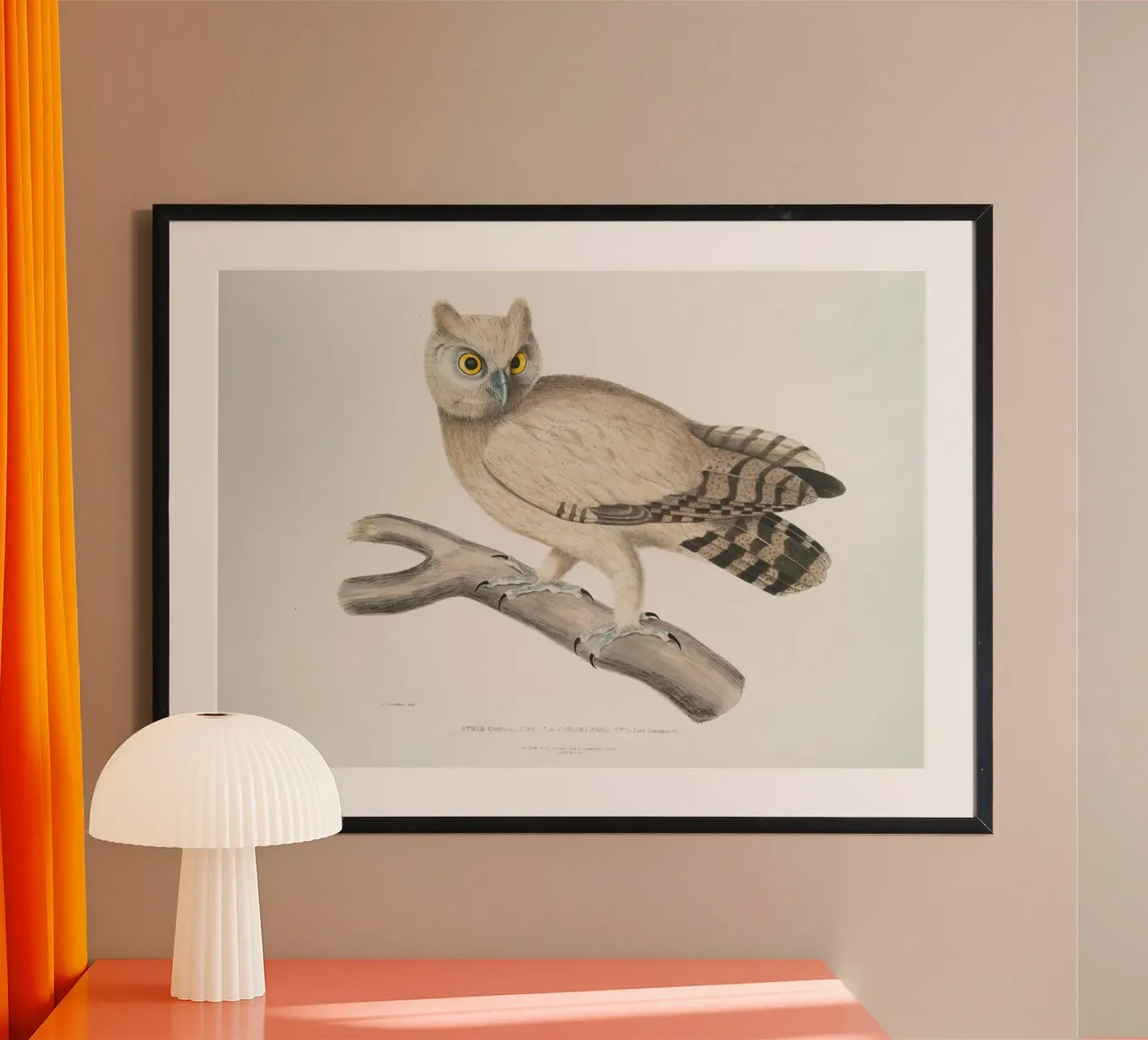 Illustrazione vintage di gufo dagli occhiali - Arte degli uccelli in stile Audubon poster con telaio in plastica da ClubArt