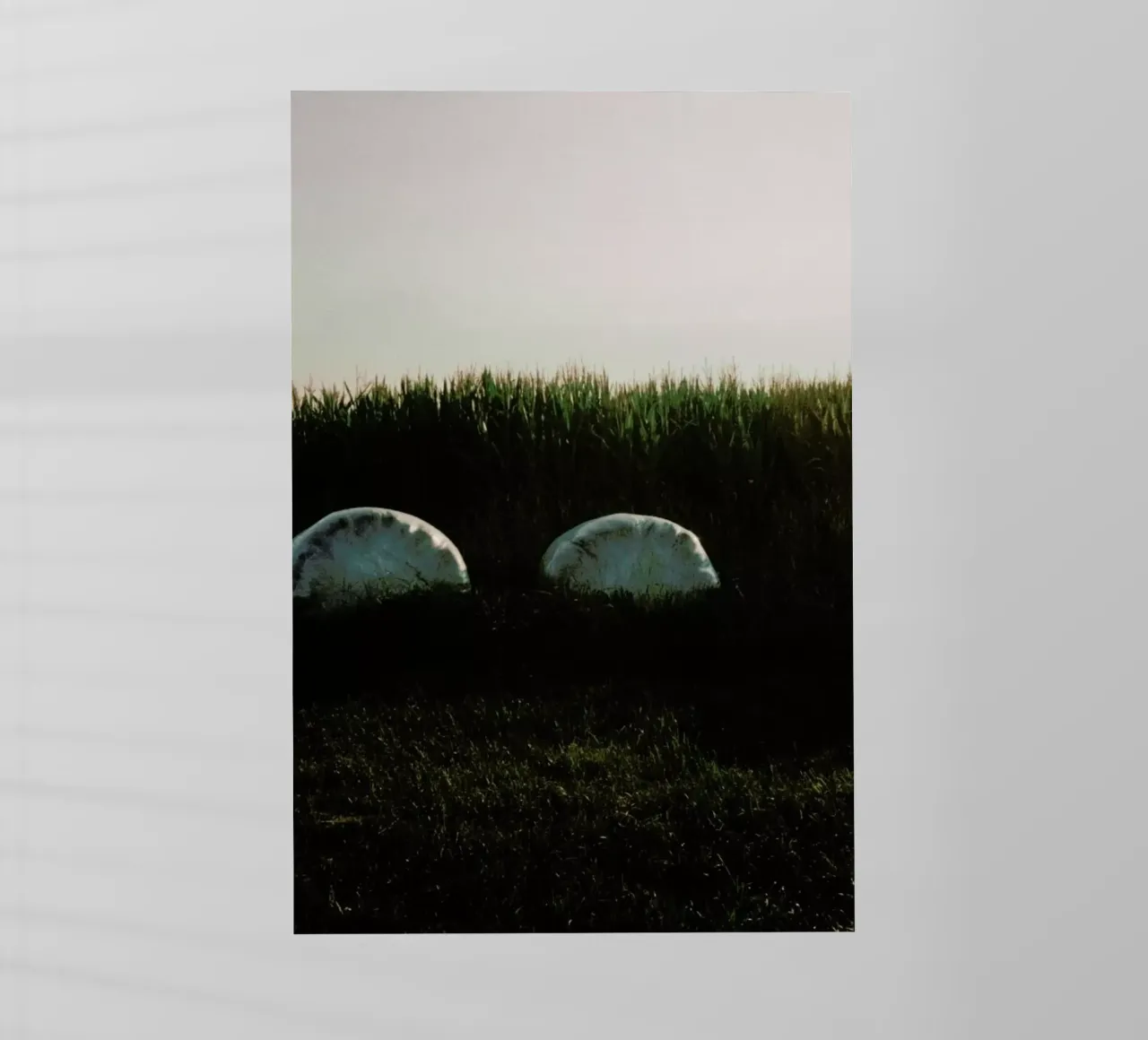 Analog Series Fields At Sundown pellicola backlit da Sebastian Hilgetag