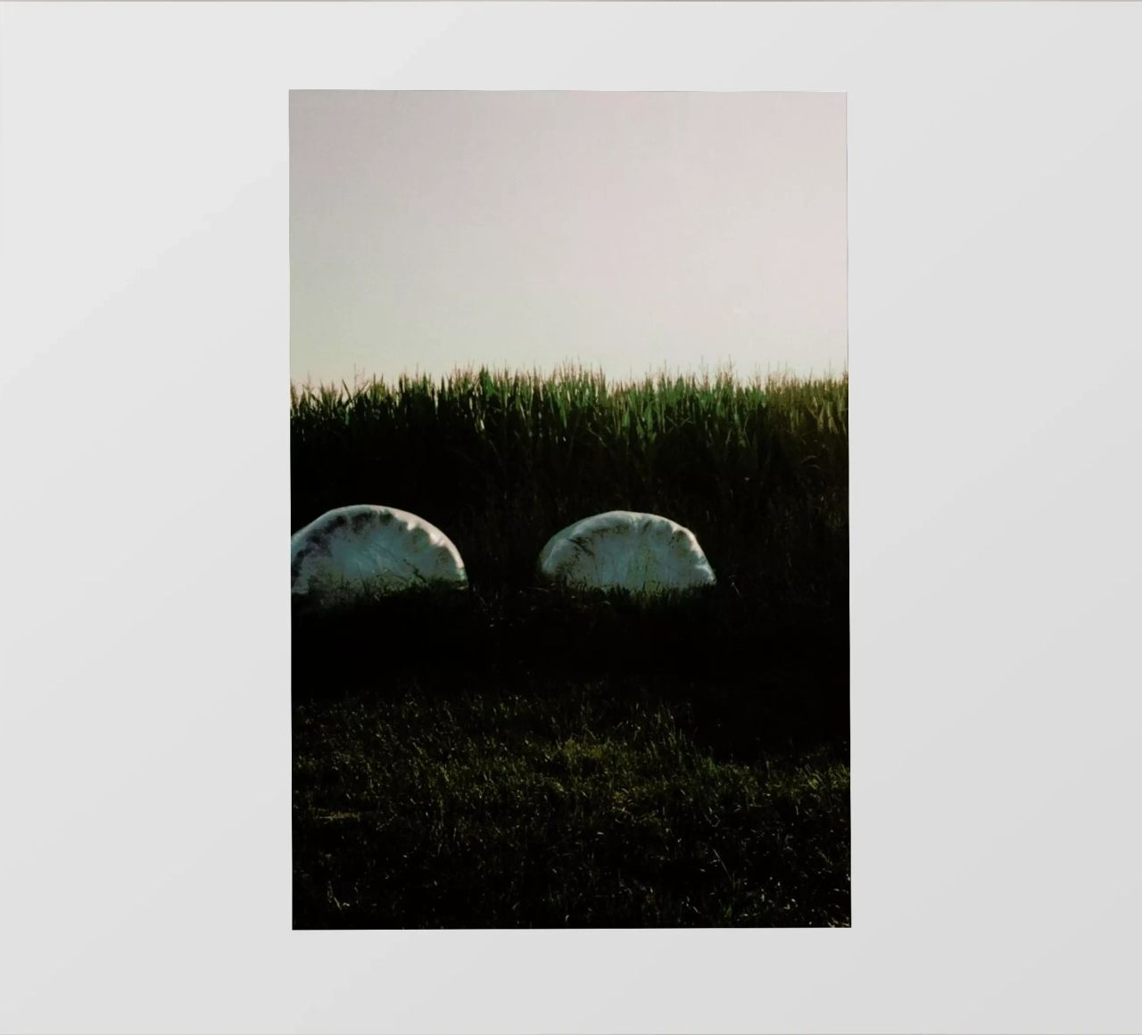 Analog Series Fields At Sundown pellicola backlit da Sebastian Hilgetag