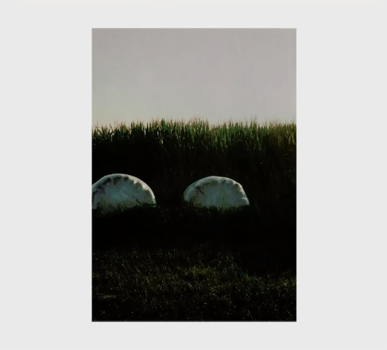 Analog Series Fields At Sundown diario da Sebastian Hilgetag