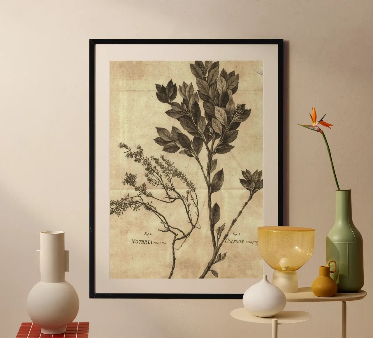 Incisione botanica d'epoca di Colpoon & Nothria - Arte della natura poster con telaio in legno da ClubArt