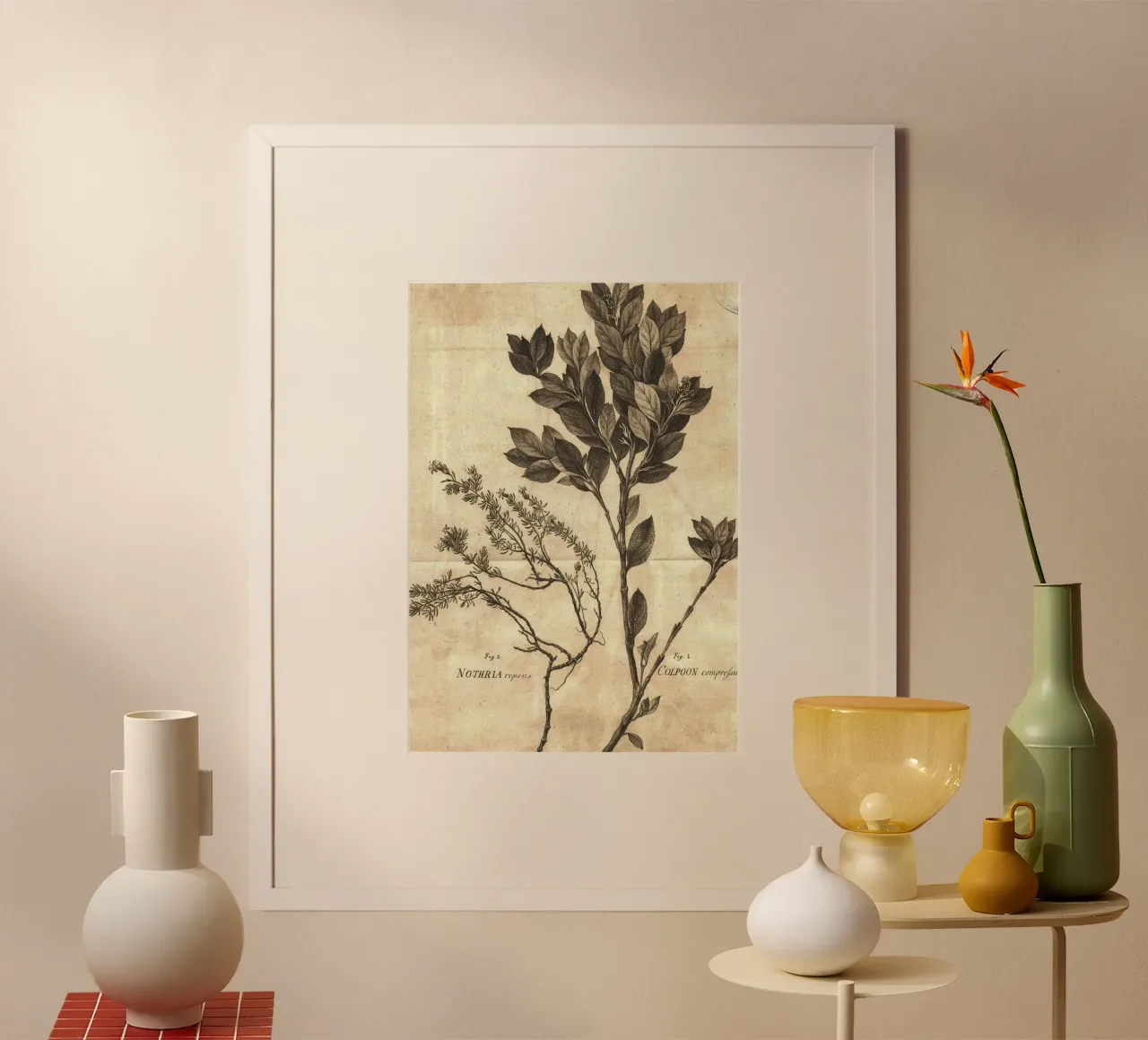 Incisione botanica d'epoca di Colpoon & Nothria - Arte della natura poster con telaio in legno da ClubArt