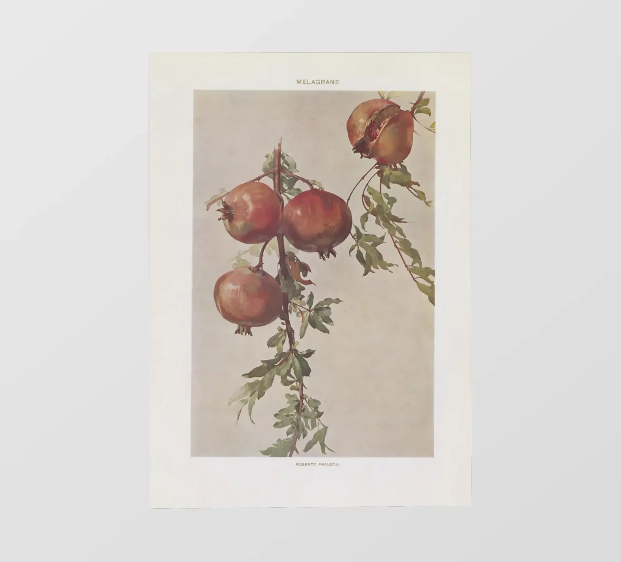 Roberto Franzoni - Vintage Pomegranate Botanical Print photo wallpaper by ClubArt