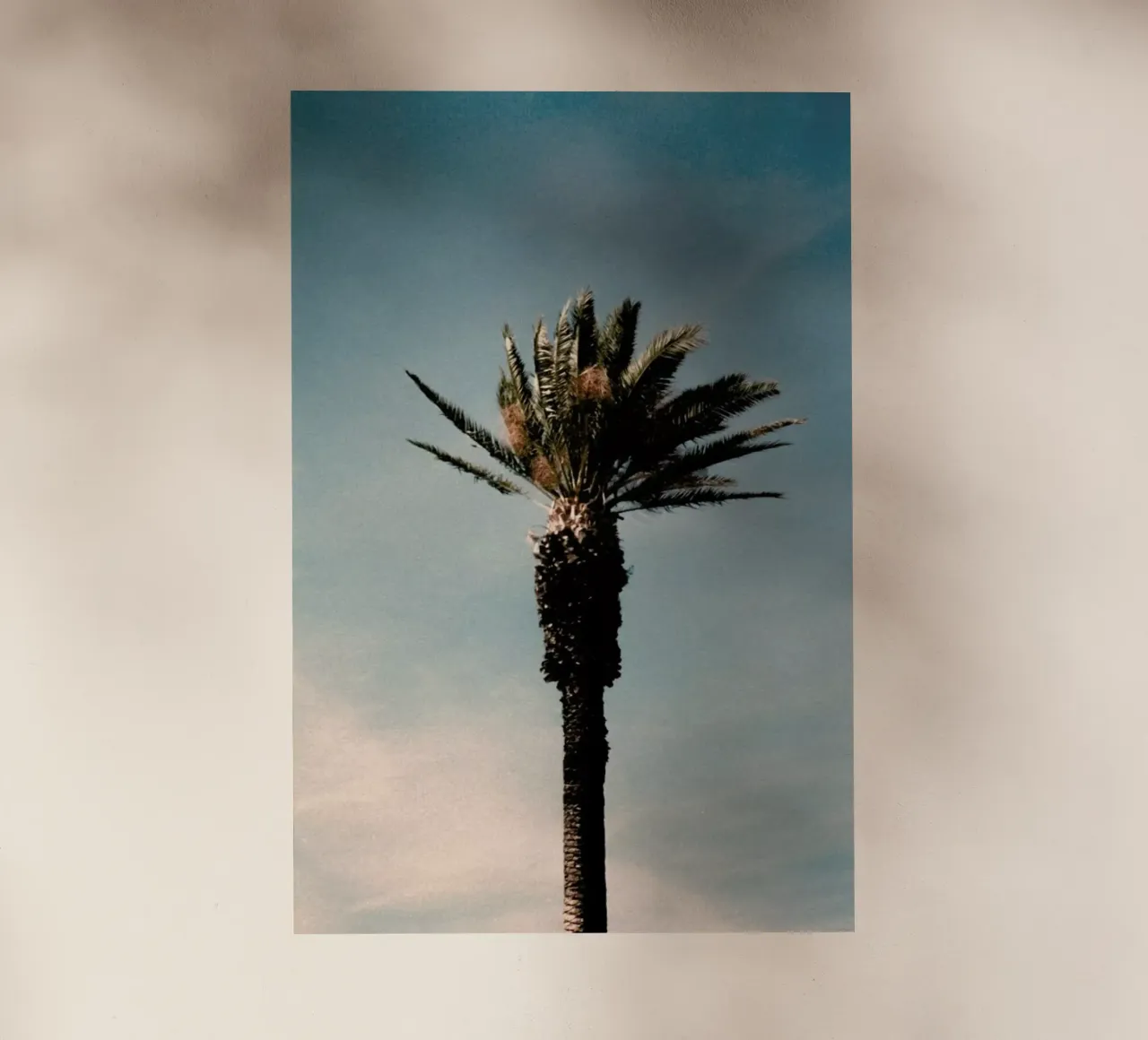 Analog Series Palm pellicola backlit da Sebastian Hilgetag
