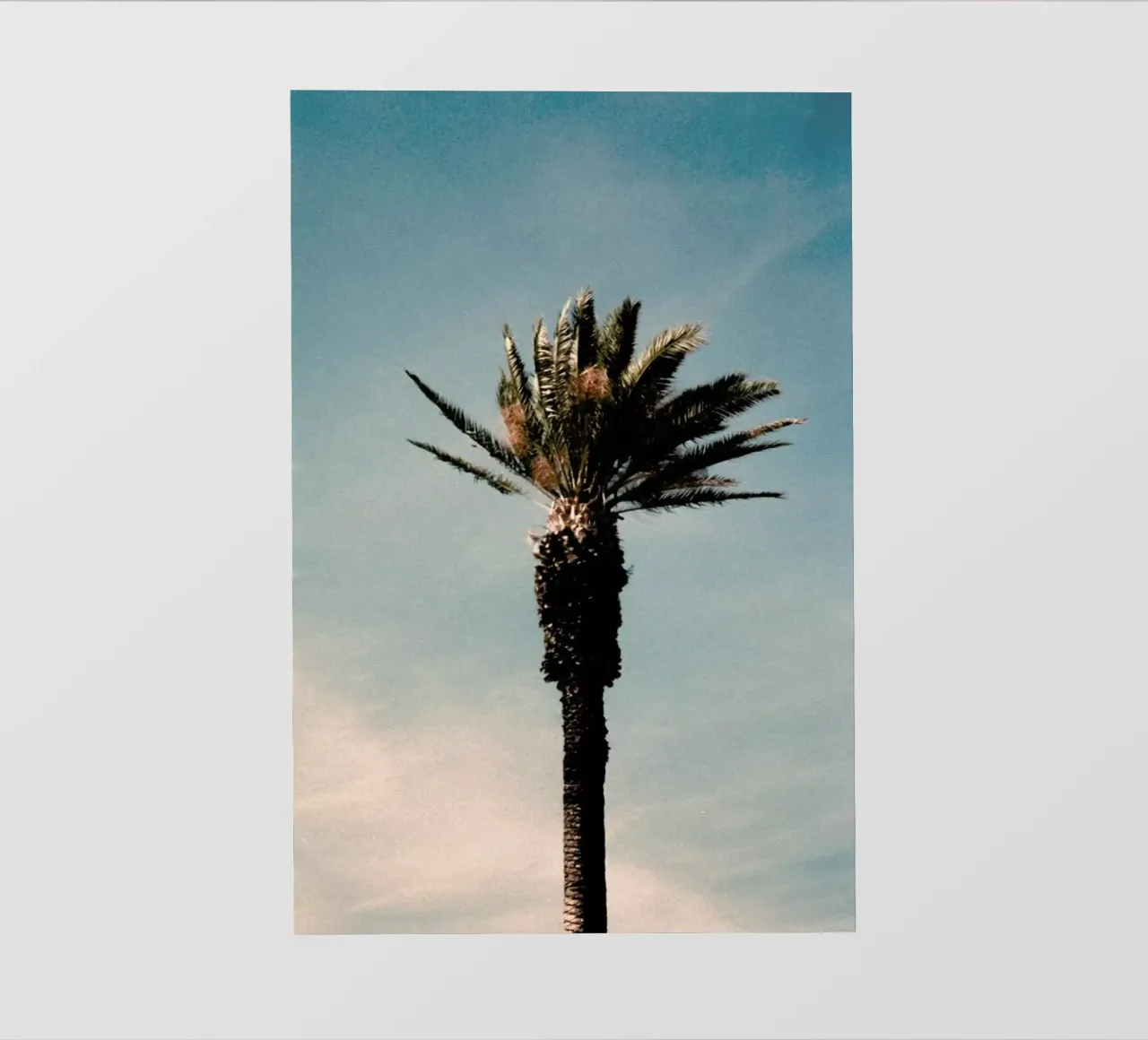 Analog Series Palm pvc cover by Sebastian Hilgetag