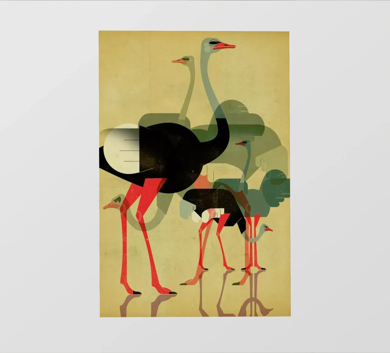 Ostriches pellicola backlit da Dieter Braun