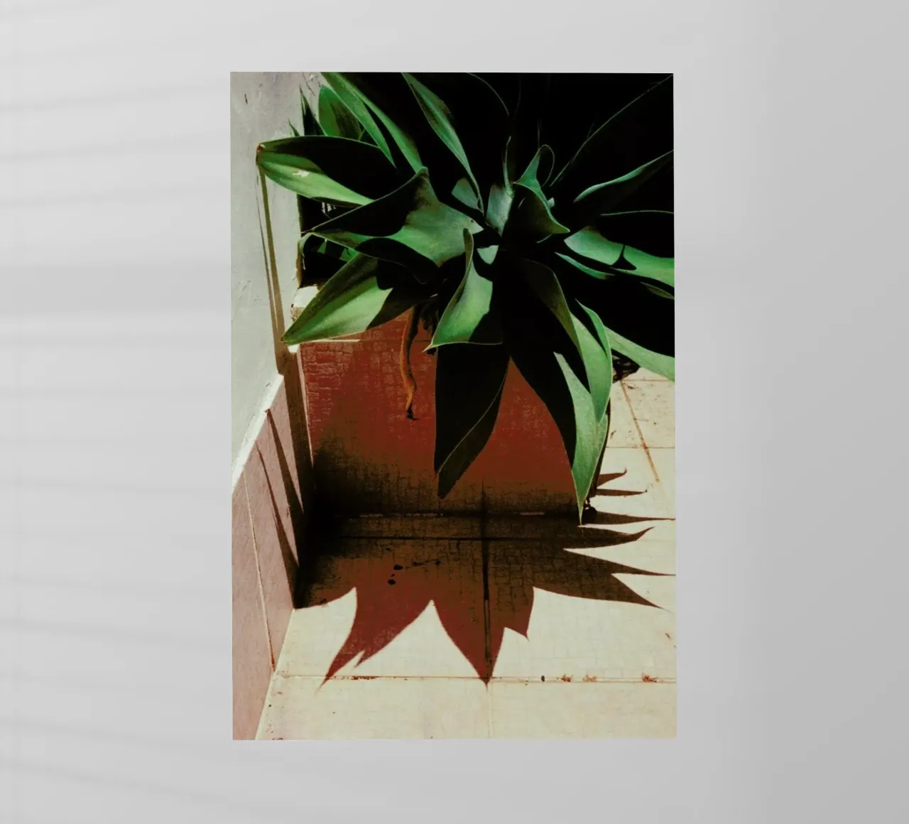 Analog Series Plant By The Pool pellicola backlit da Sebastian Hilgetag