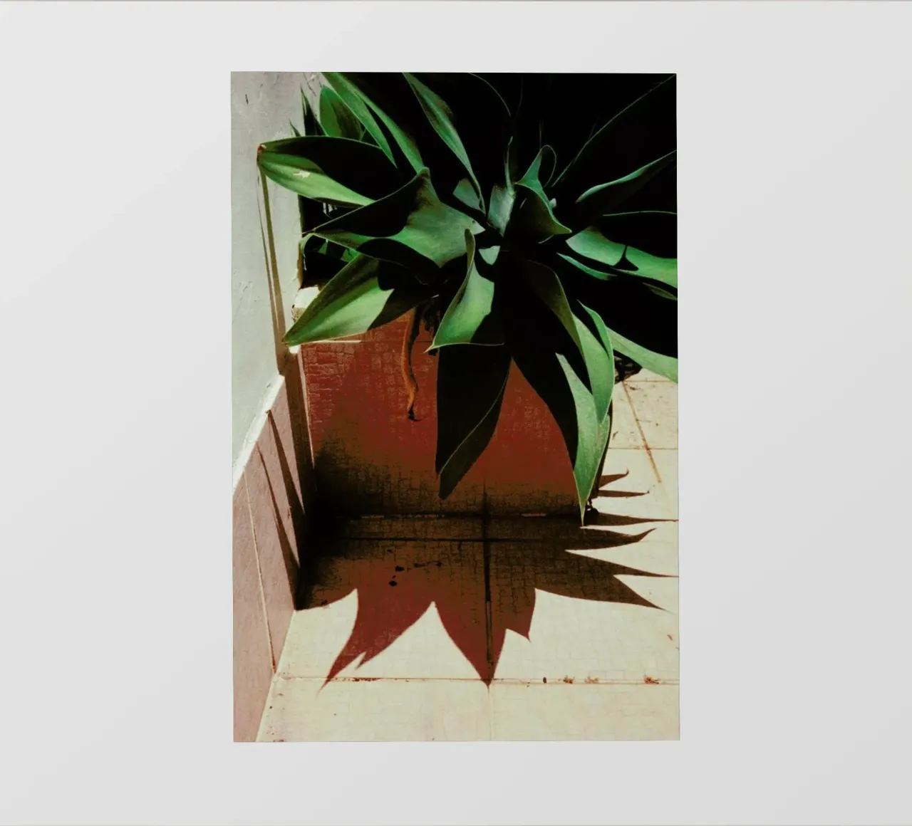 Analog Series Plant By The Pool pellicola backlit da Sebastian Hilgetag