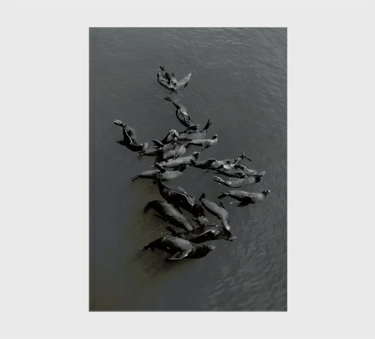 Selkies notebook by EyeEm Mobile GmbH