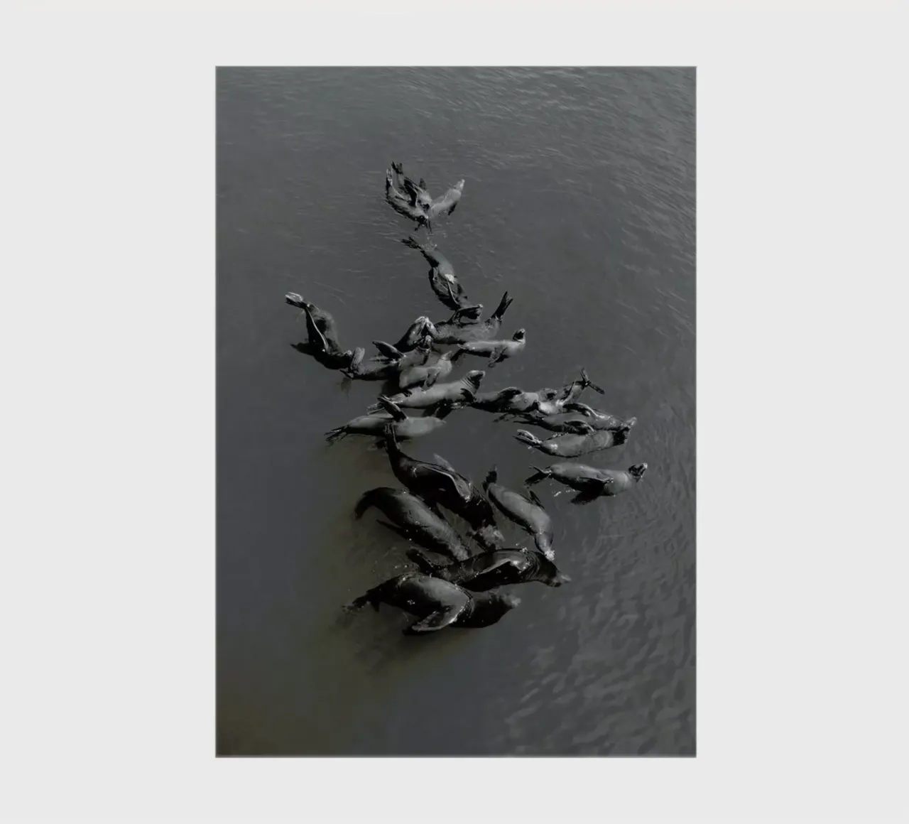 Selkies notebook by EyeEm Mobile GmbH